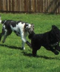 Penhazy Dog Retreat