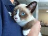Airpets Ltd