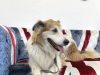 Airpets Ltd