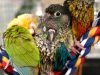 ANIMAL MAGIC