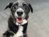Destitute Animal Shelter