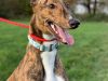 Greyhound Trust Harvel