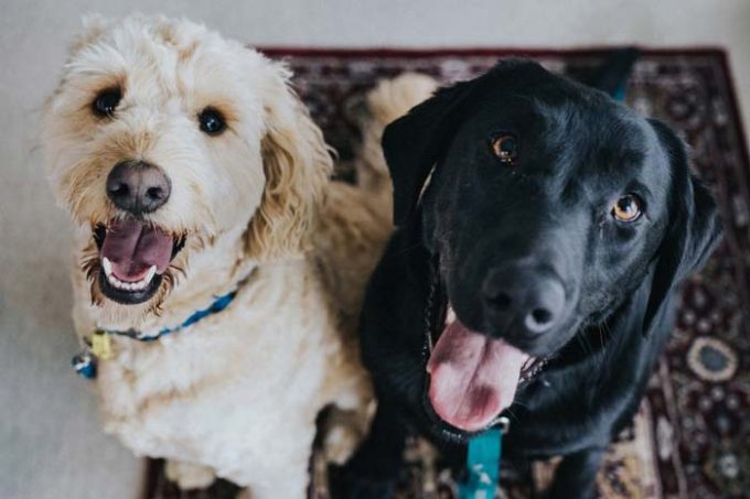Pet Waste Solutions