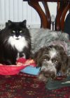 Maesteg Animal Welfare Society