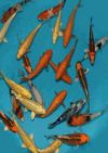 The Oaks Koi Farm