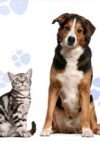 Caspian Kennels Cattery & Livery
