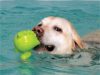 Bearhugs Canine Hydrotherapy