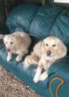 Pawstretchers