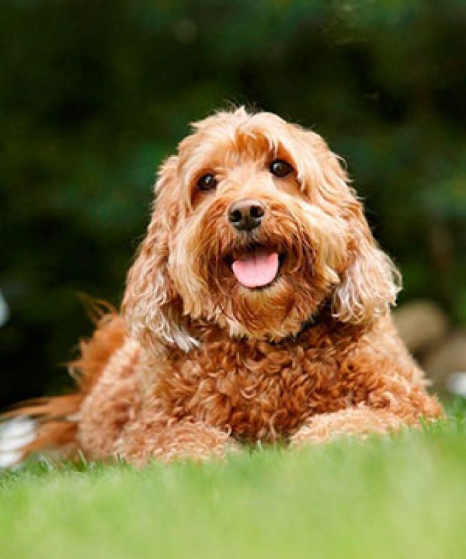 Dog Fence