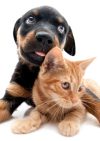 Happi Tails Home & Pet Sitting Services