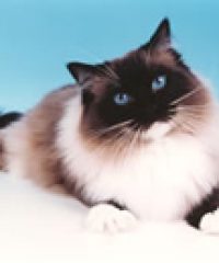 Emerisle Ragdolls