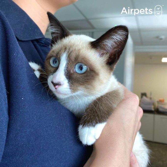Airpets Ltd