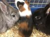 ANIMAL MAGIC