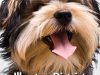 Ilkeston District Dog Training Club