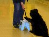 Ilkeston District Dog Training Club