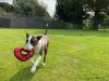 London & Essex Kents Farm Kennels & Cattery