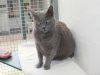 London & Essex Kents Farm Kennels & Cattery
