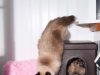 Mossdale Cat Boarding Kennels