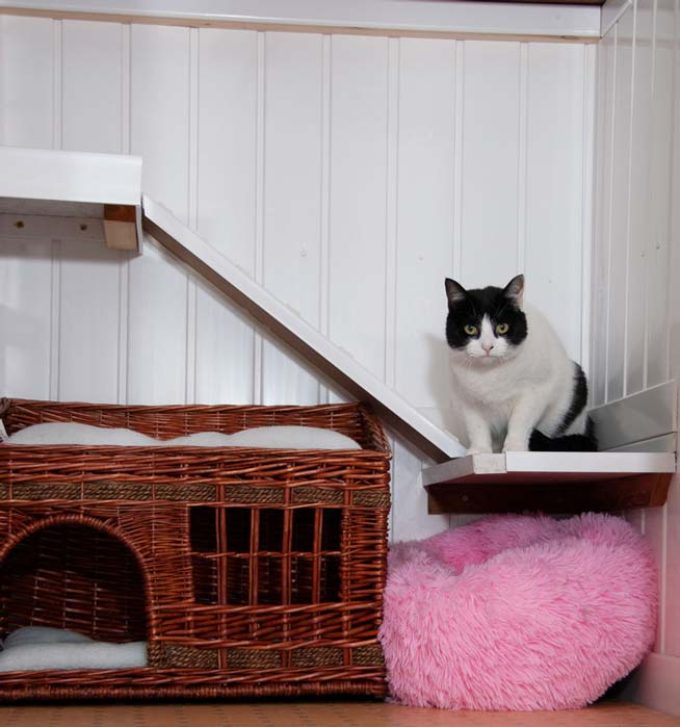 Mossdale Cat Boarding Kennels