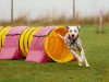 Naylor Agility