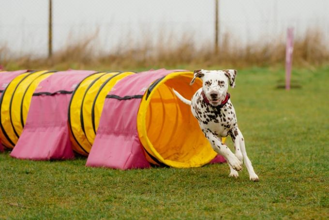 Naylor Agility