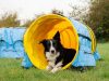 Naylor Agility
