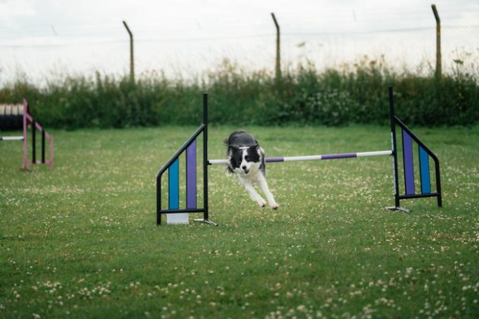 Naylor Agility