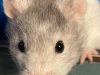 Nutty About Pets