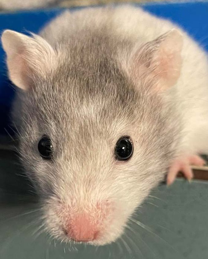 Nutty About Pets