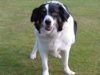 Pine Ridge Dog Sanctuary