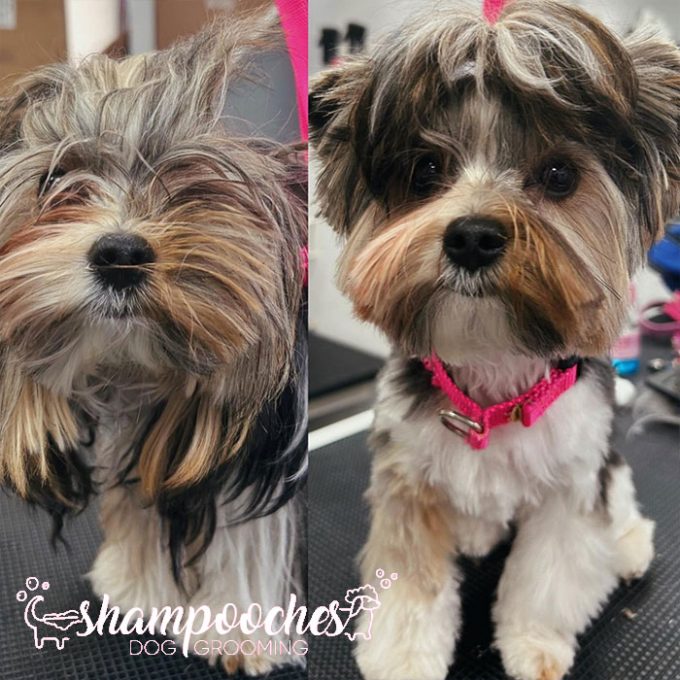 Shampooches