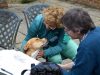 Tall Grass Animal Acupressure