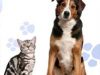 Caspian Kennels Cattery & Livery