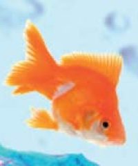 Nautilus Aquatics