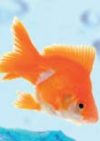 Nautilus Aquatics