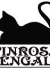 Winrosa Bengals