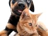 Happi Tails Home & Pet Sitting Services