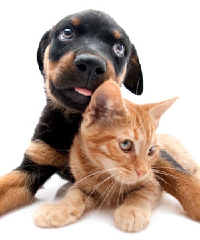 Happi Tails Home & Pet Sitting Services