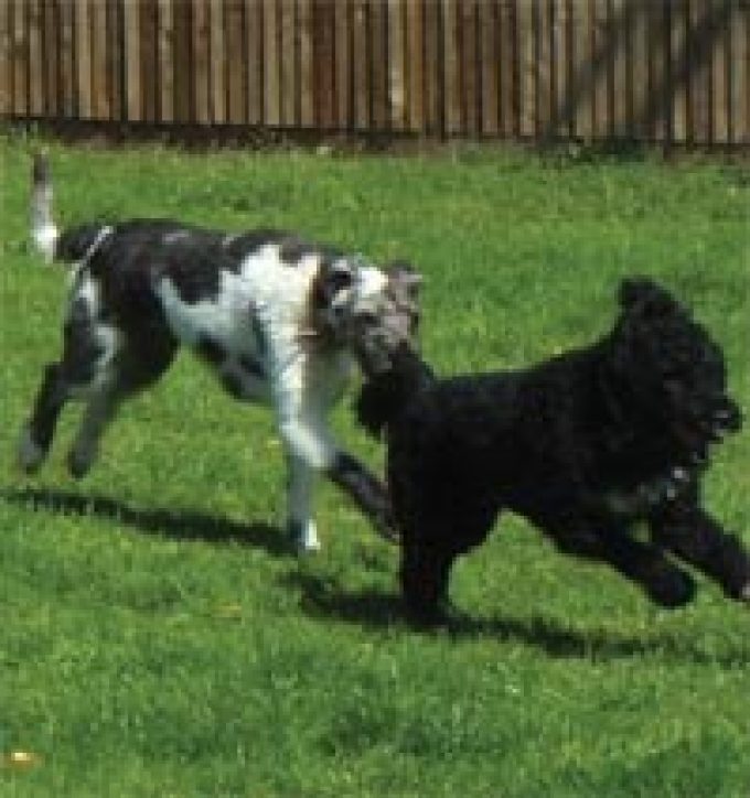 Penhazy Dog Retreat