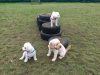 Ryslip Pet Care & Activity Centre