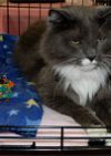 HURLEVENT BOARDING CATTERY