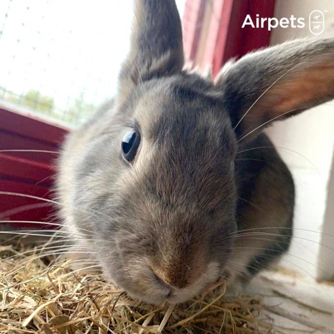 Airpets Ltd