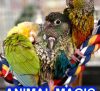 ANIMAL MAGIC