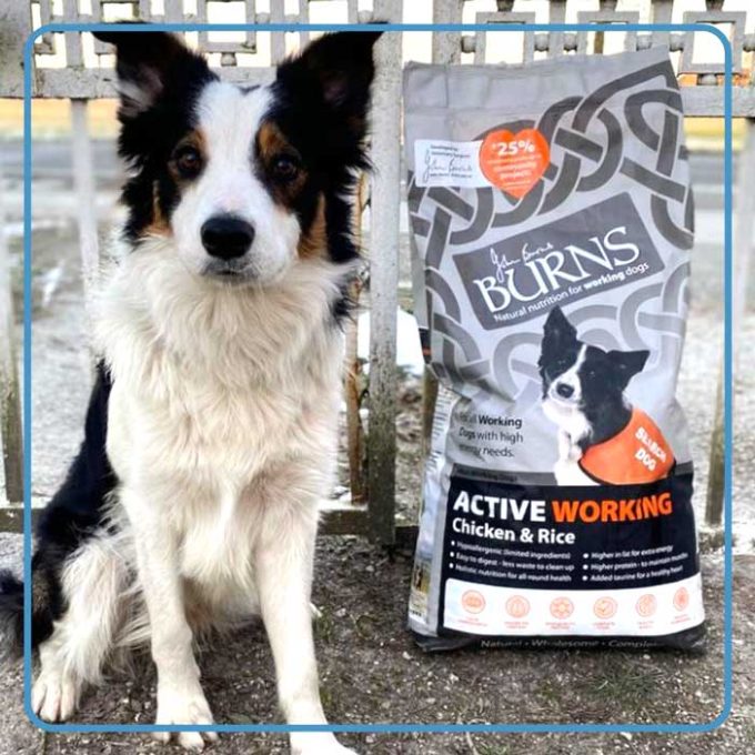 Burns Pet Nutrition 