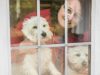 Housesit Match Ltd