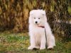 Ilkeston District Dog Training Club