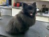K9 Heaven Dog Grooming
