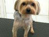 K9 Heaven Dog Grooming
