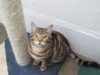 London & Essex Kents Farm Kennels & Cattery