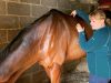 Tall Grass Animal Acupressure